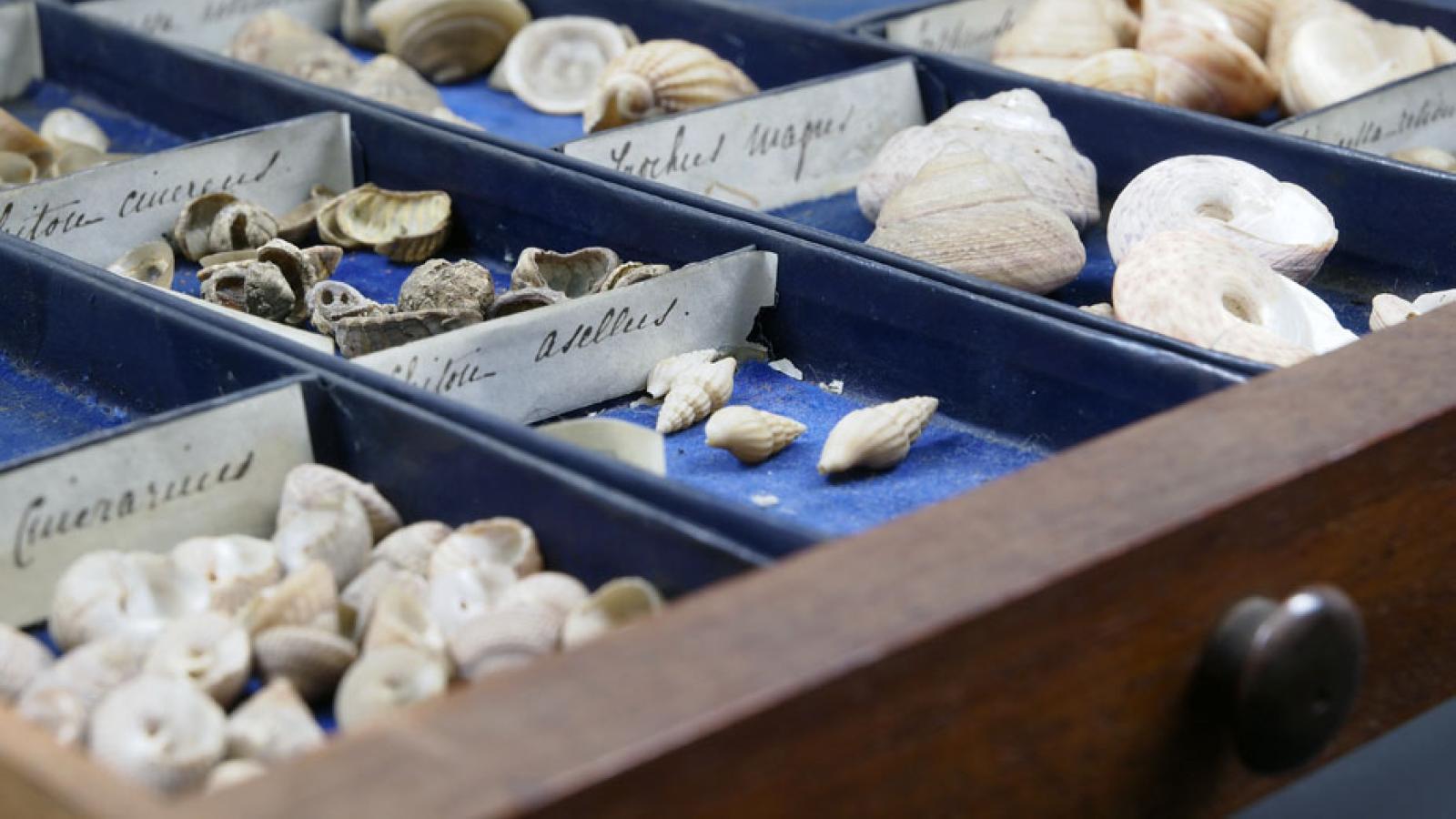 shells